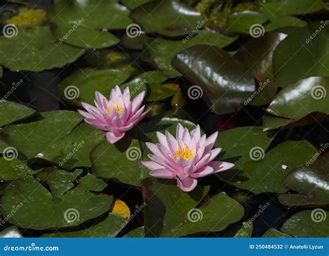  De Verzamelde Lotusbloemen : Een Romantiek van Kleuren en Vogels!